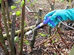 Treating Japanese knotweed