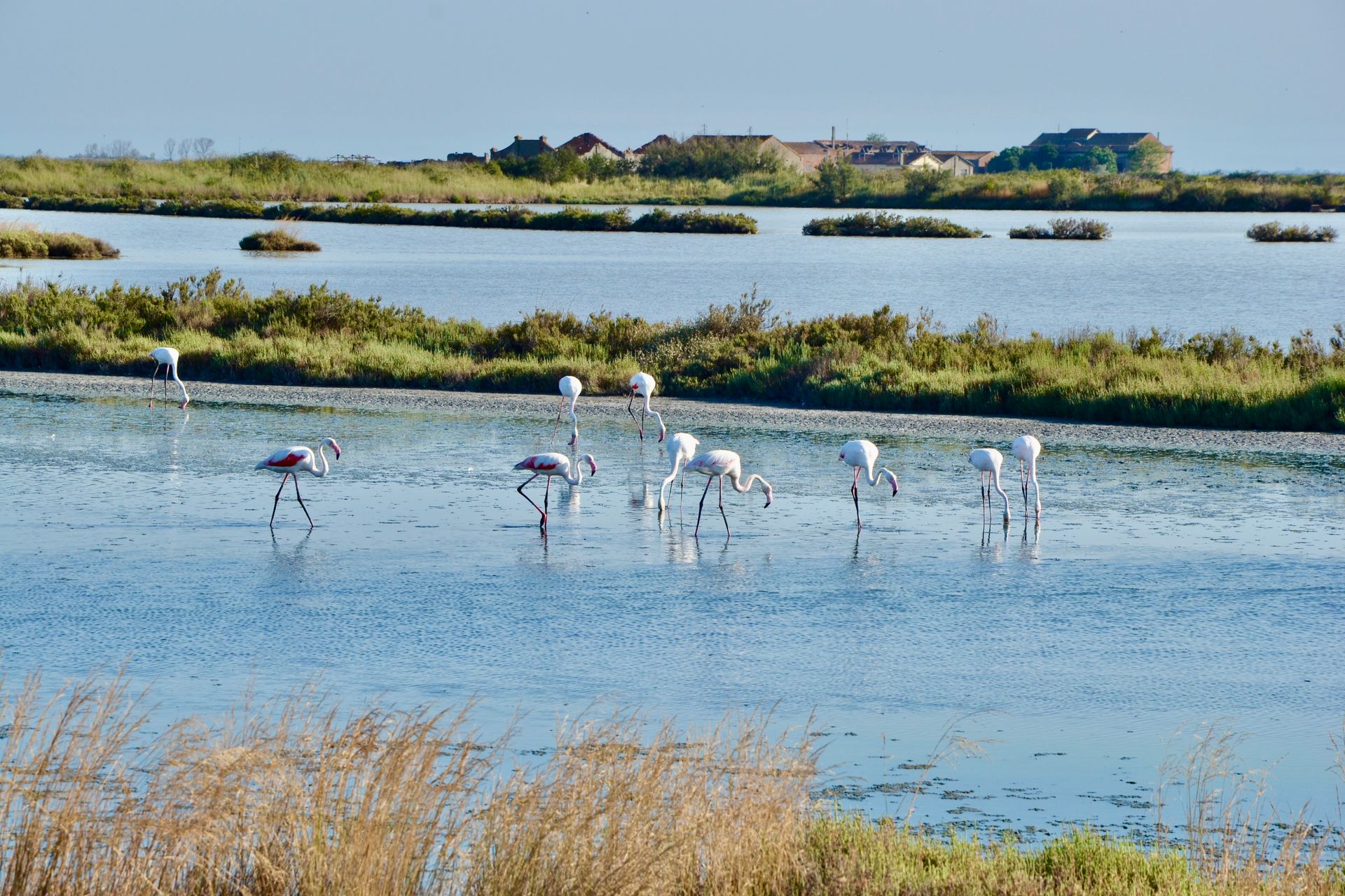 Fenicotteri nelle Valli di Comacchio