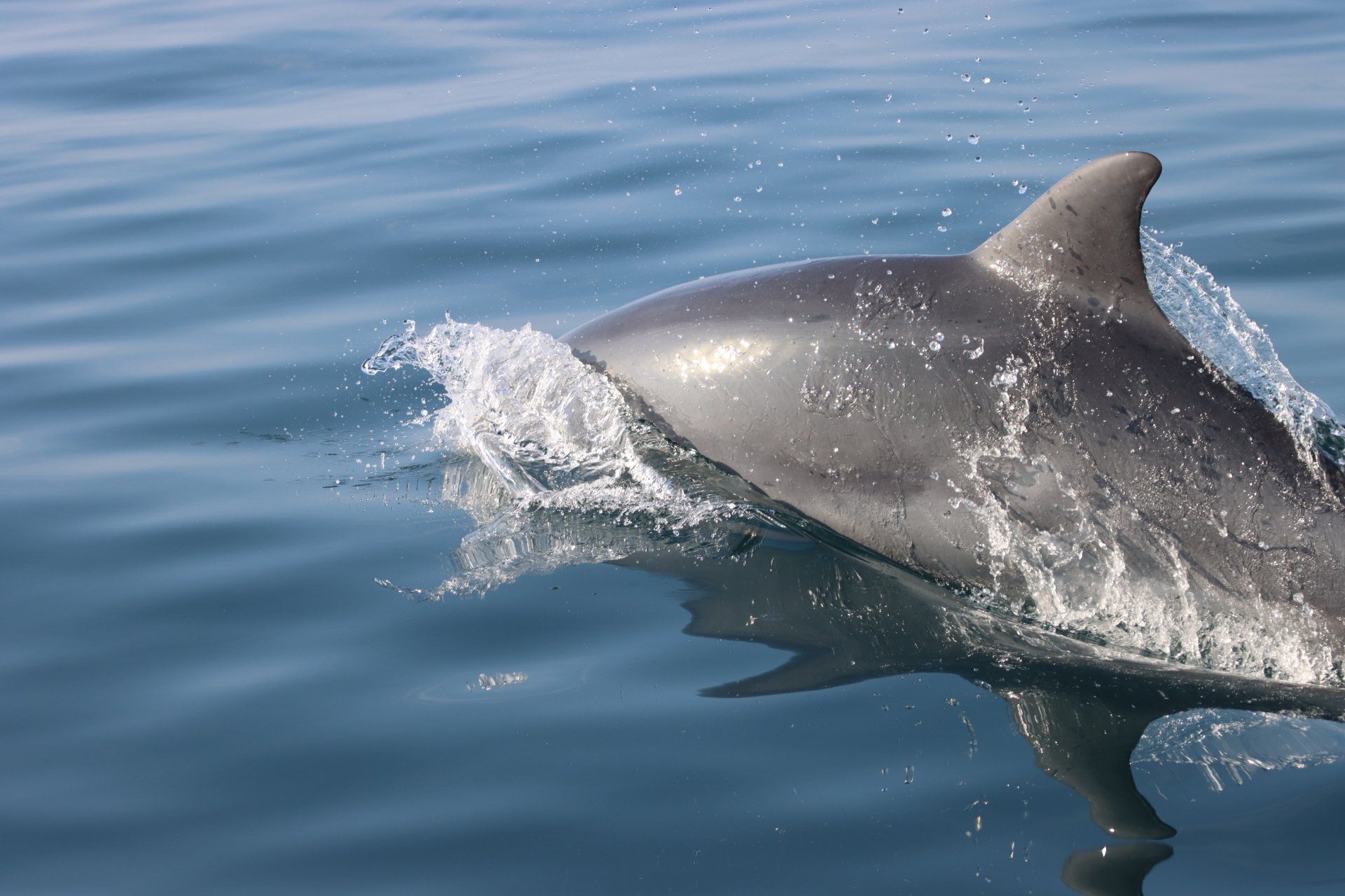 avvistamento delfini mare