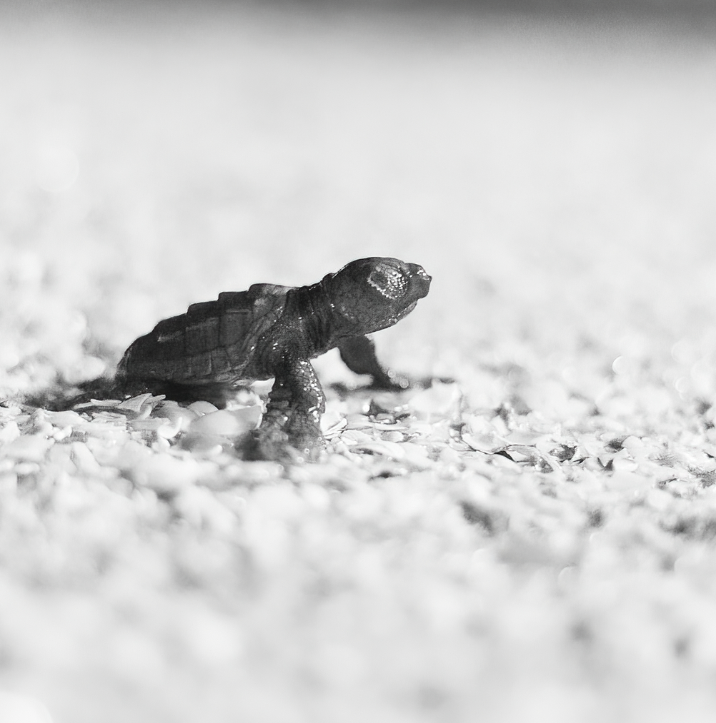 nido tartaruga marina