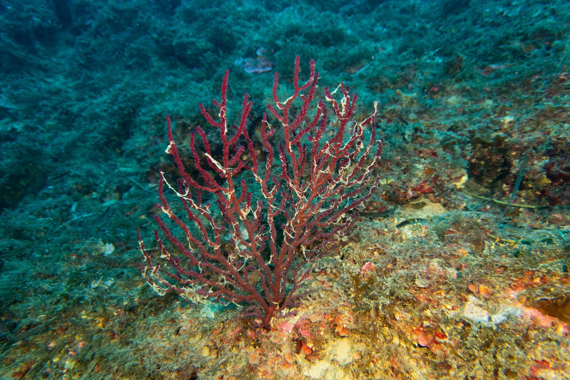 drone avvistamento delfini in mare