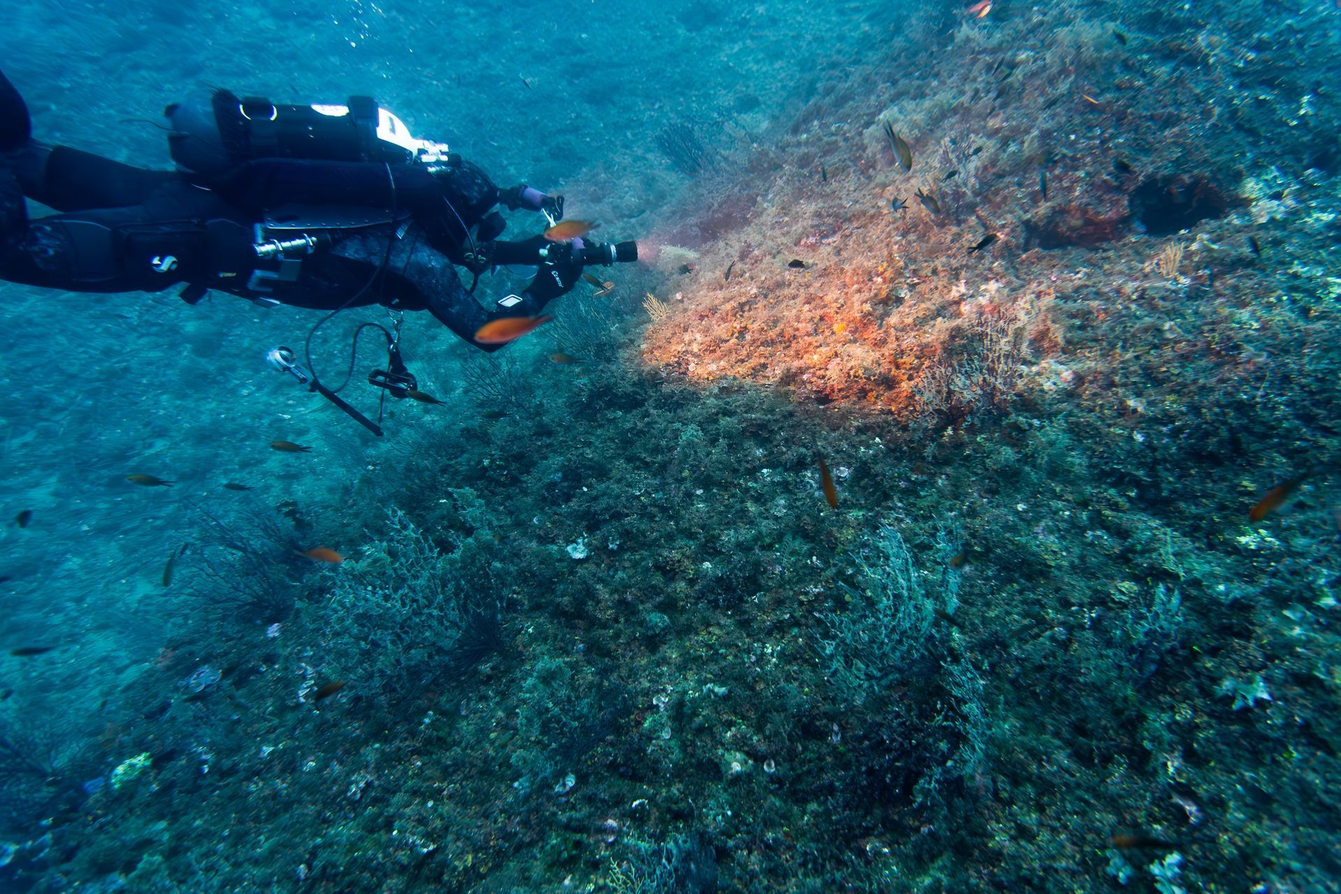 formazione biologia marina