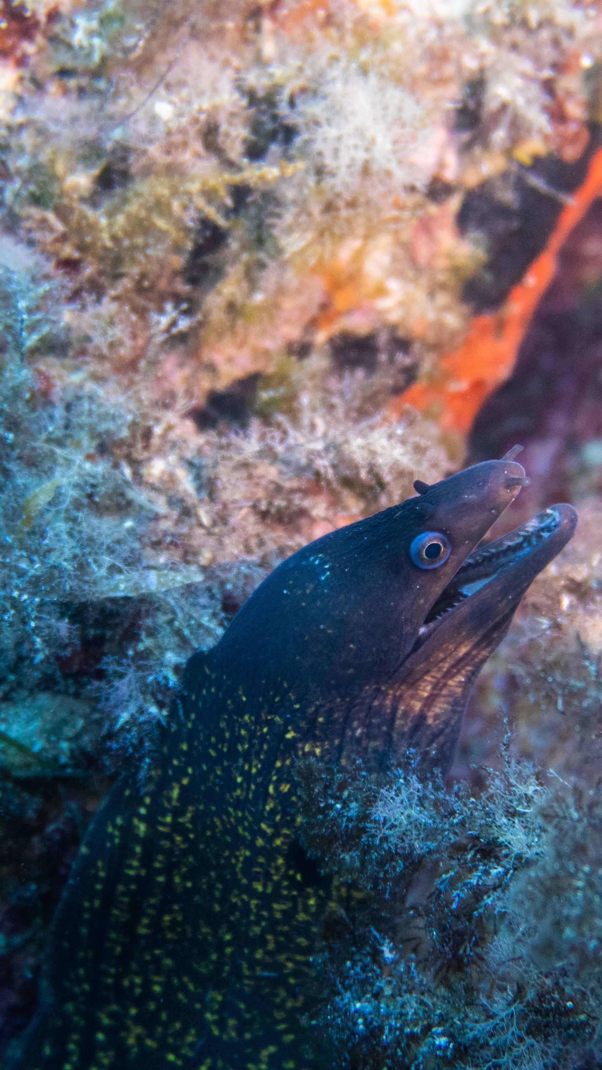 campi estivi mare avvistamento delfini
