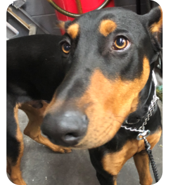shop dog | Nikos Automotive