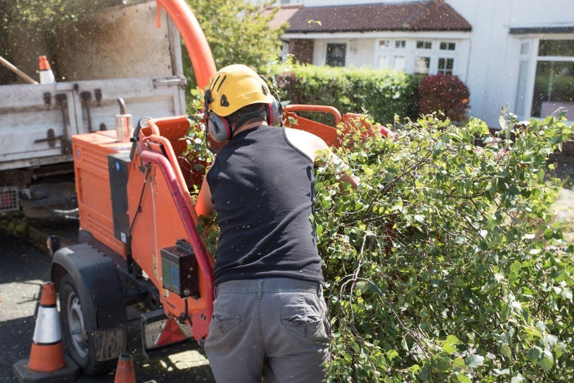 Worker using a wood chipper to shred hedge trimmings in a suburban yard