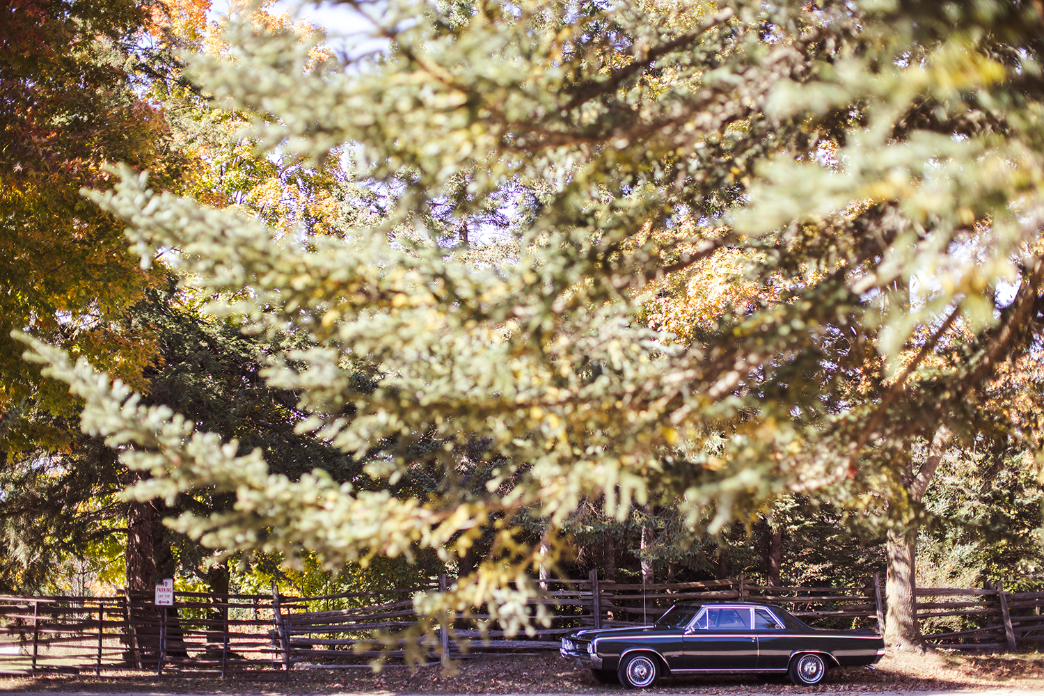 A black car is parked under a pine tree.