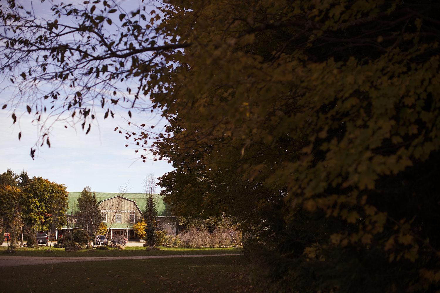 A house with a green roof is surrounded by trees on a sunny day.