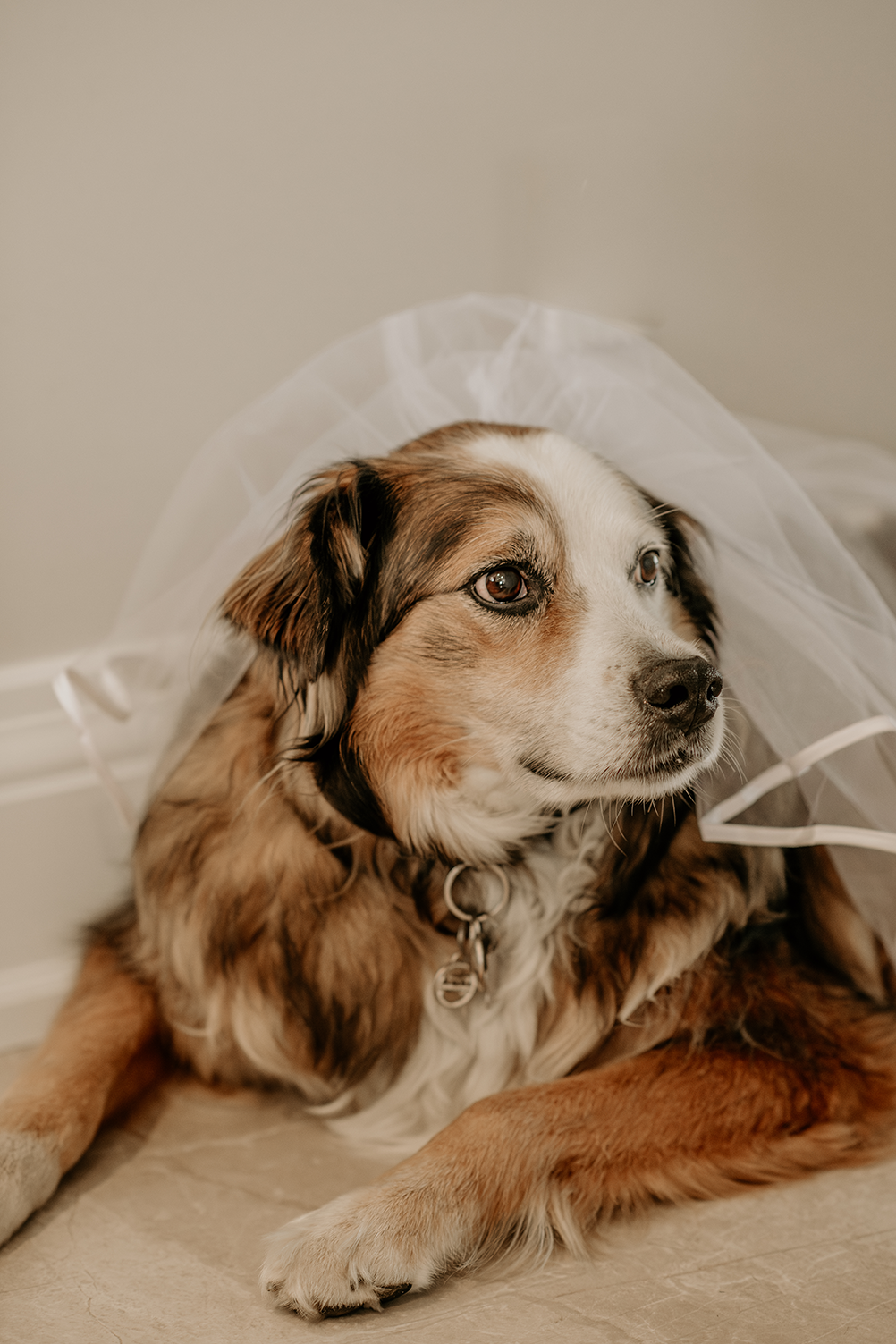 A dog wearing a wedding veil is laying on the floor.