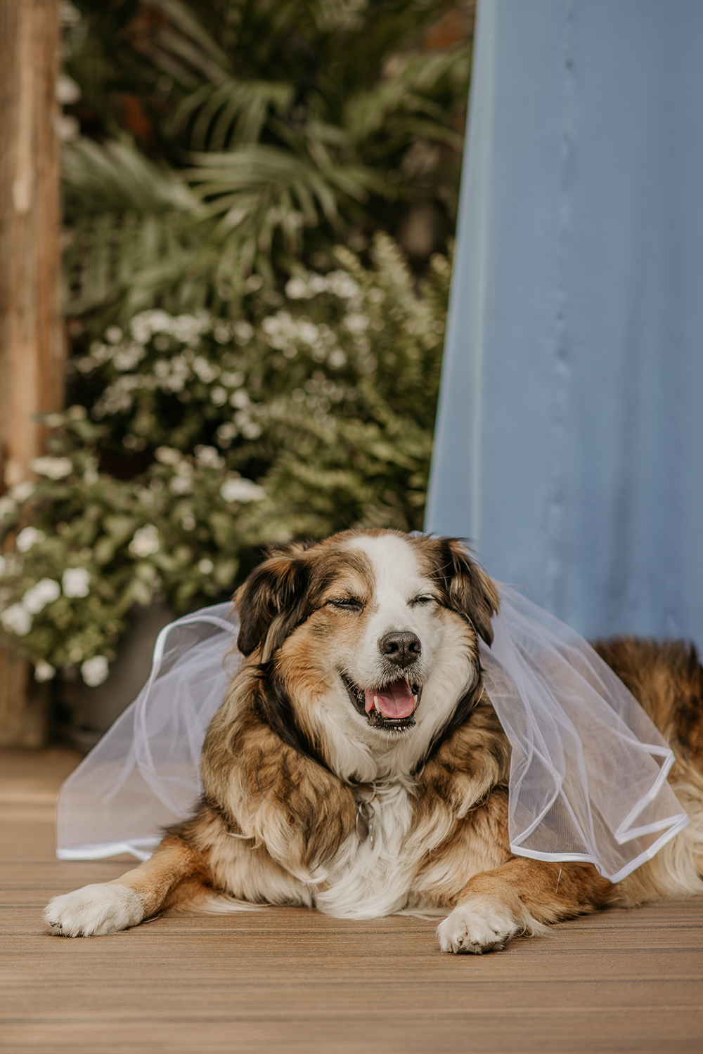A dog wearing a veil is laying on a wooden floor.