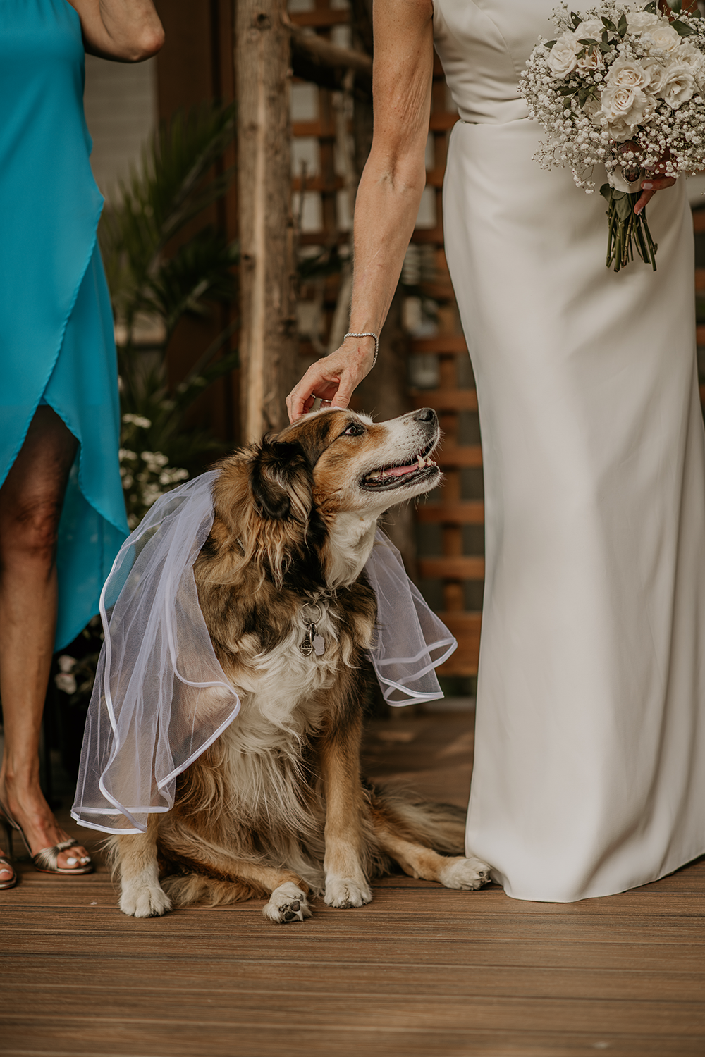 A dog wearing a veil is sitting next to a bride.