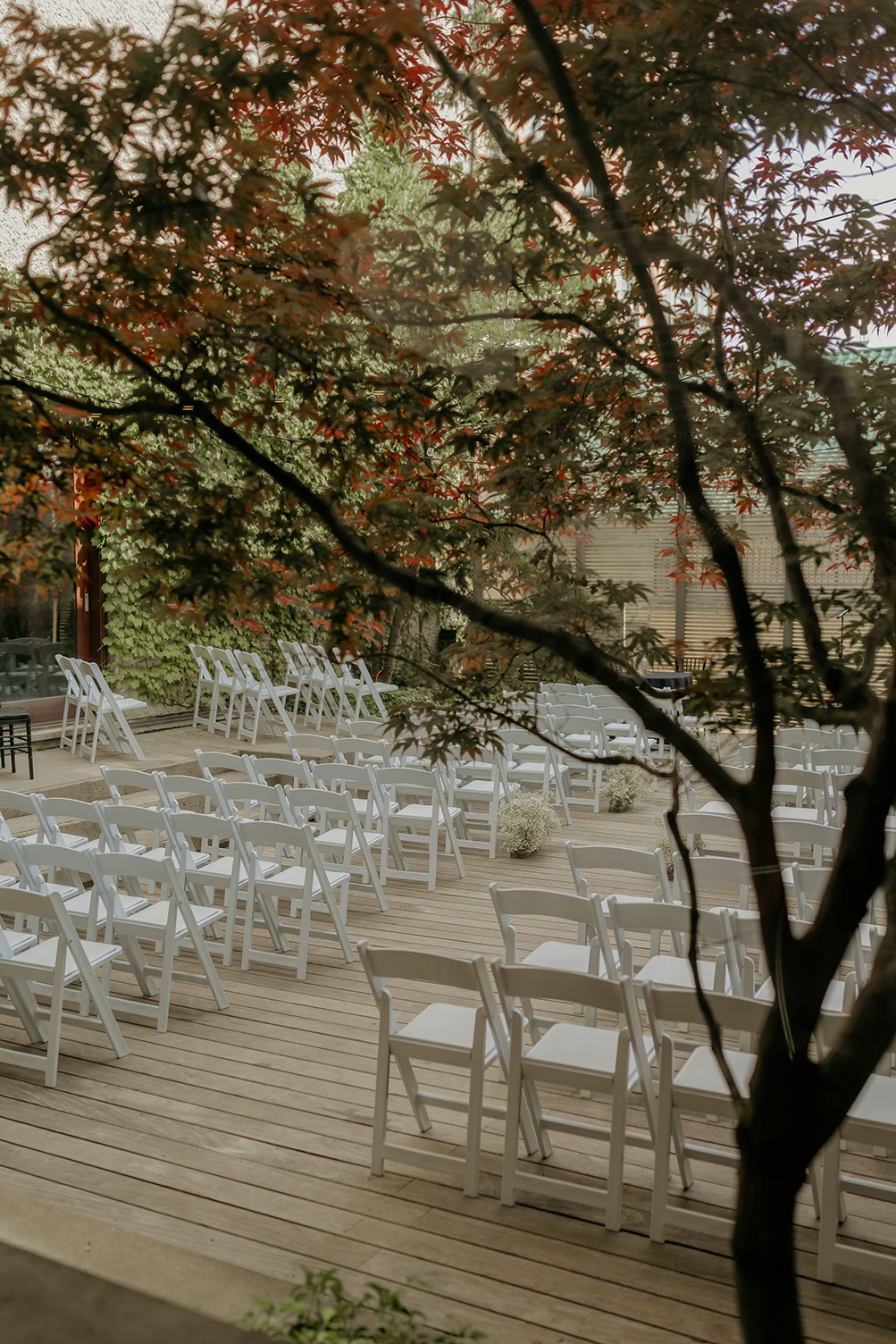 A row of white chairs are lined up on a wooden deck under a tree.