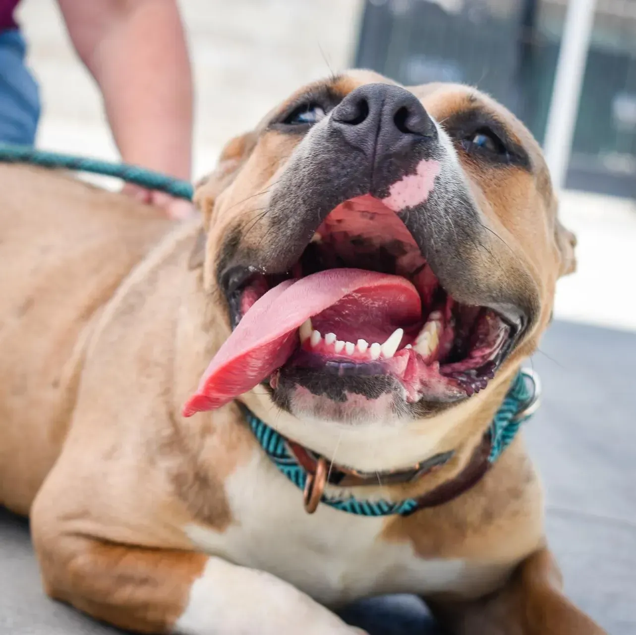 Happy dog with tongue out, wearing a blue collar, resting outside.