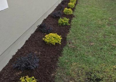 Flower bed with alternating dark purple and light green shrubs next to a grassy lawn.