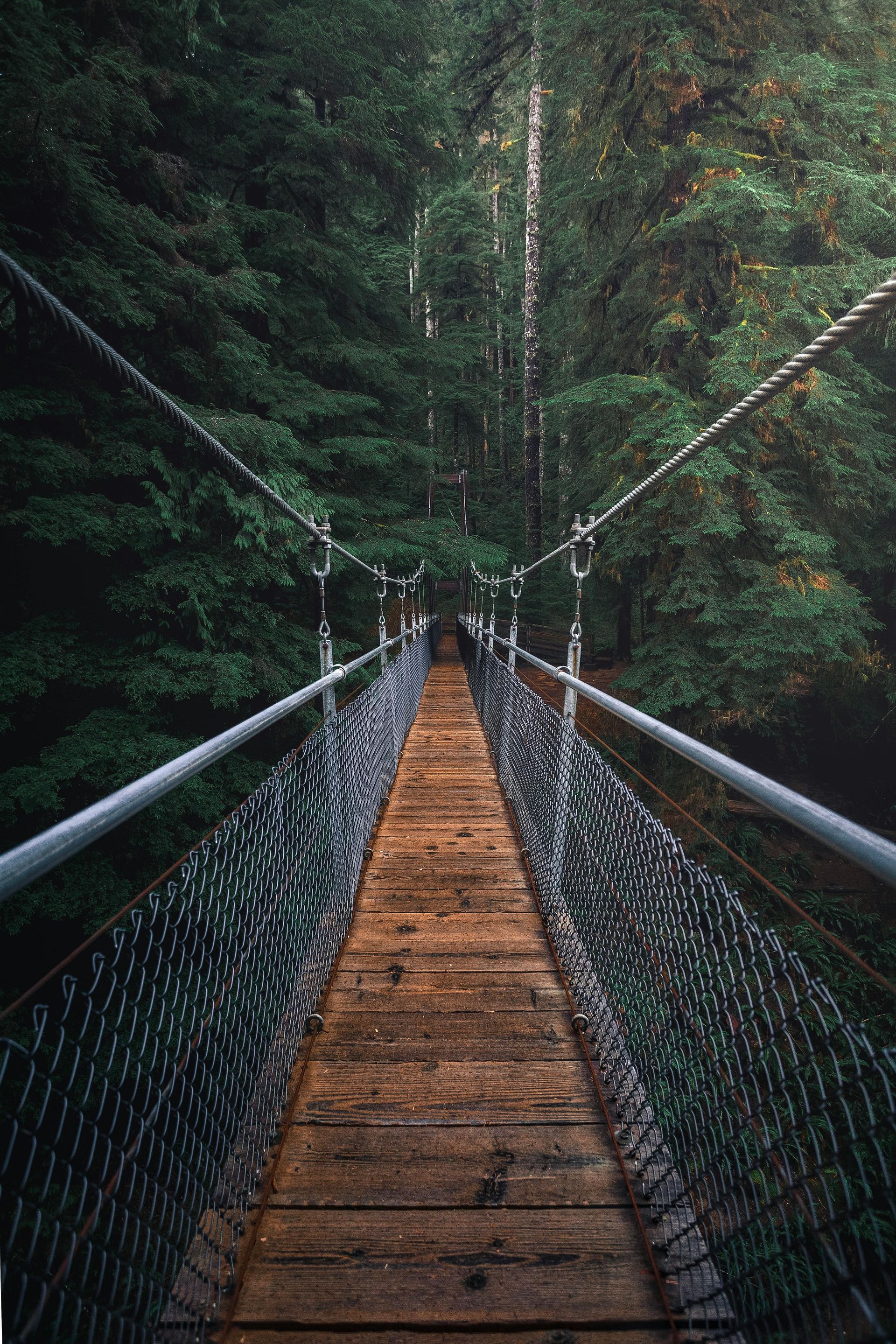 Suspension bridge over a dense forest. Wooden planks, metal cables, and green foliage.