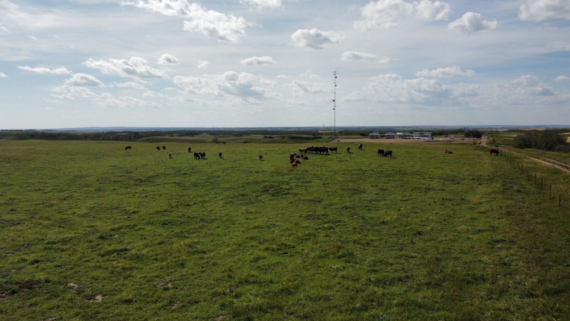 Cattle grazing in a large green field under a cloudy sky. A tall tower stands in the distance.