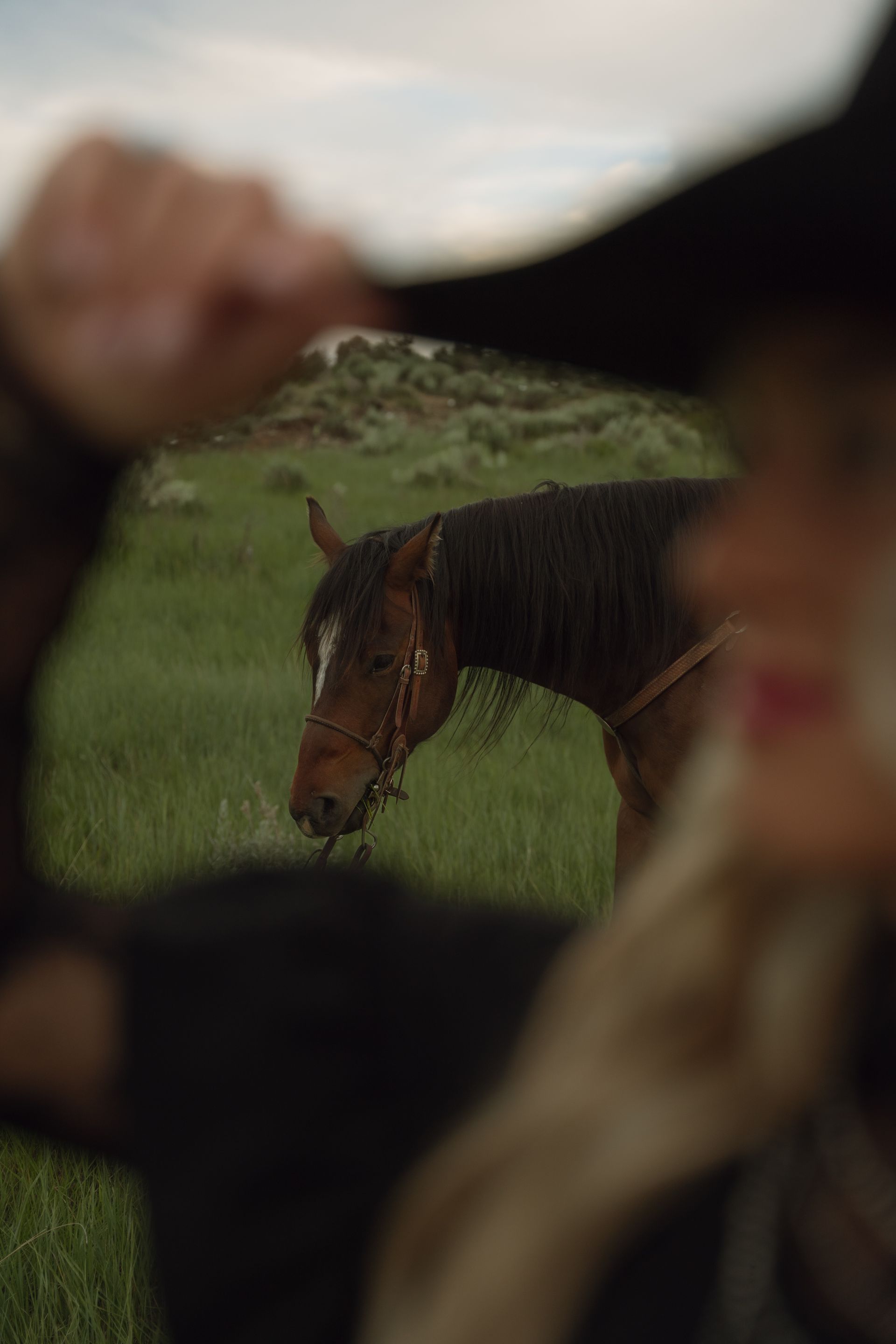 A person is holding the tail of a horse in a field.