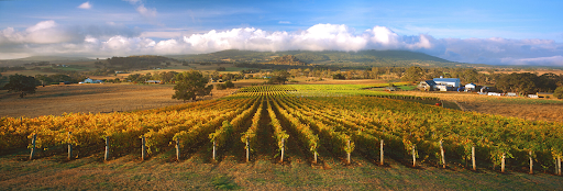 Yarra Valley Day Trip: Melbourne’s Gateway to Wine Paradise