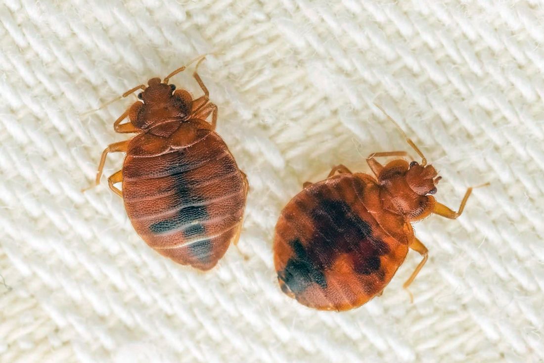 Disinfestazione cimici dei letti