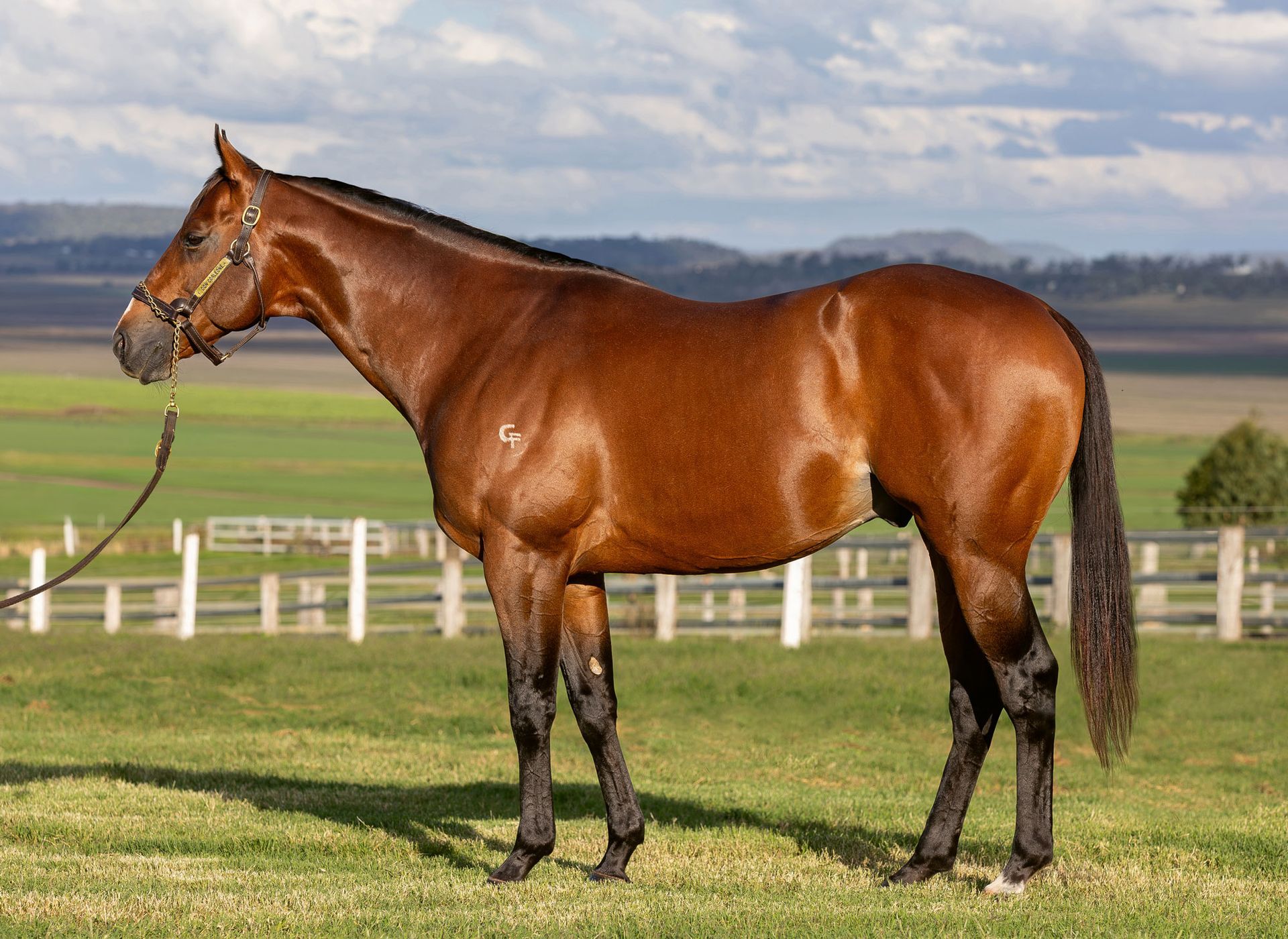 Eureka Stud