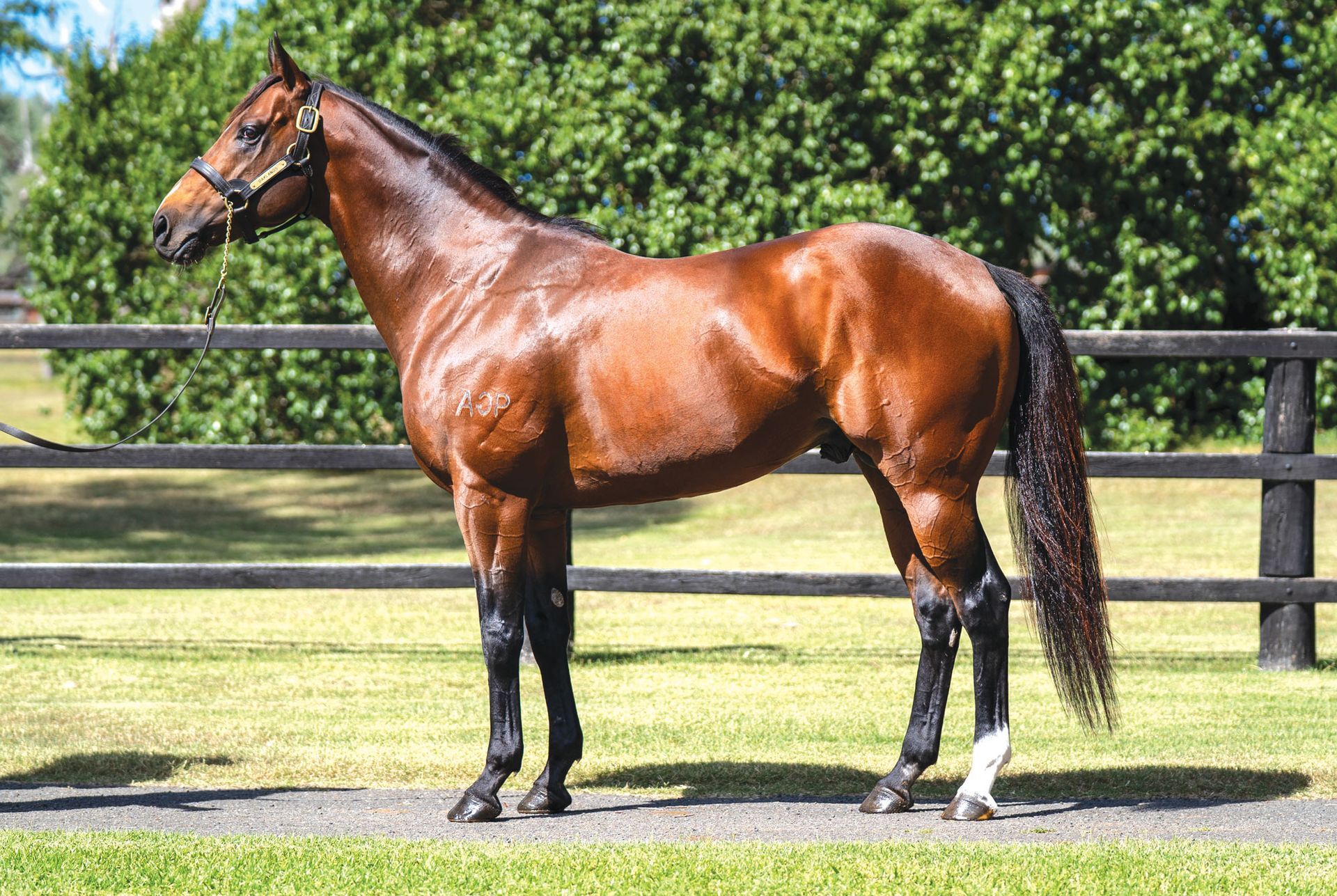 Oaklands Stud