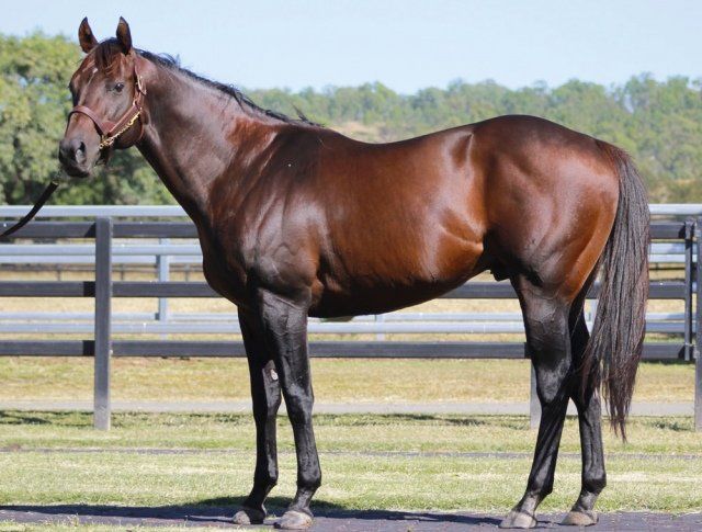 Telemon Thoroughbreds