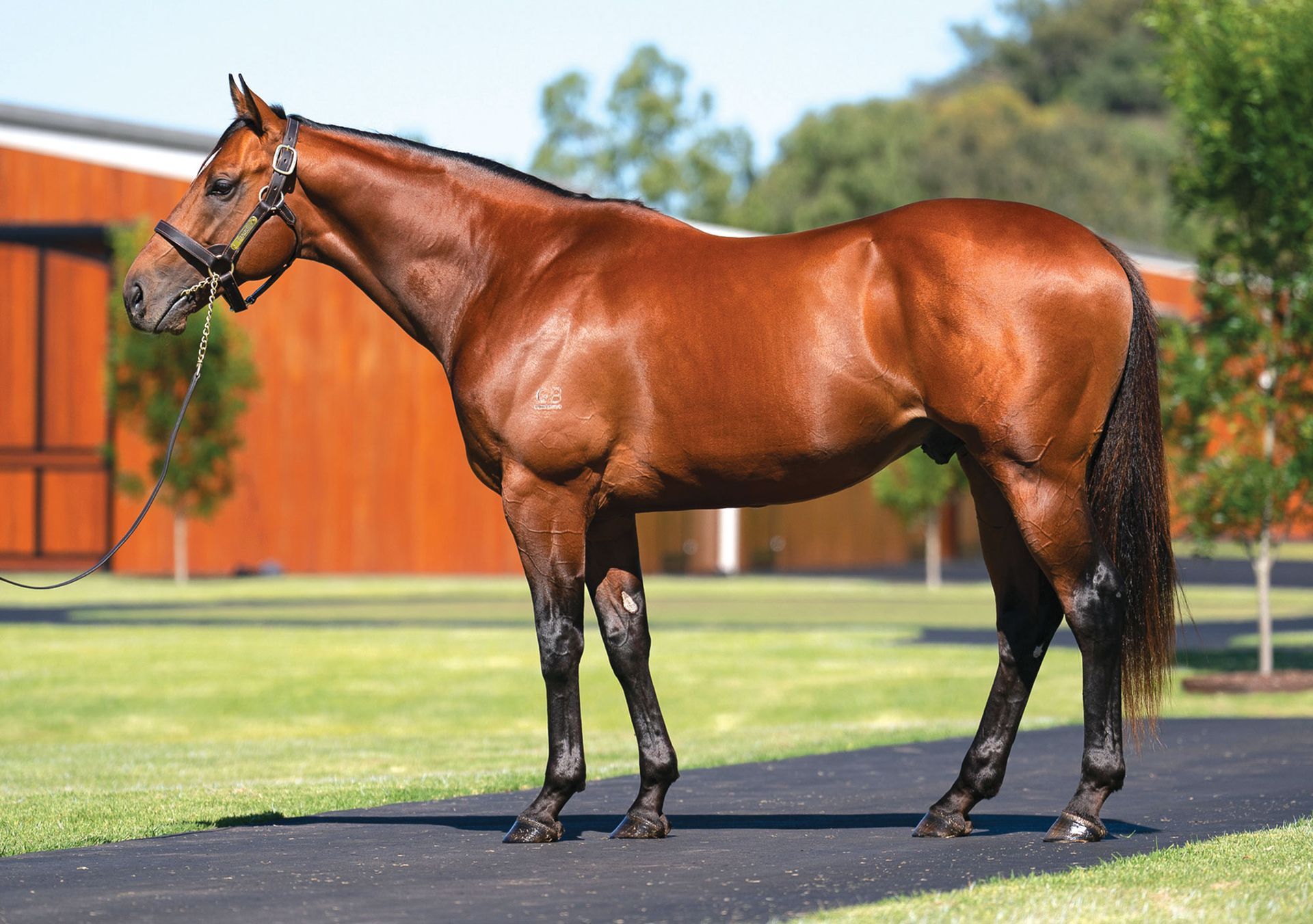 Oaklands Stud