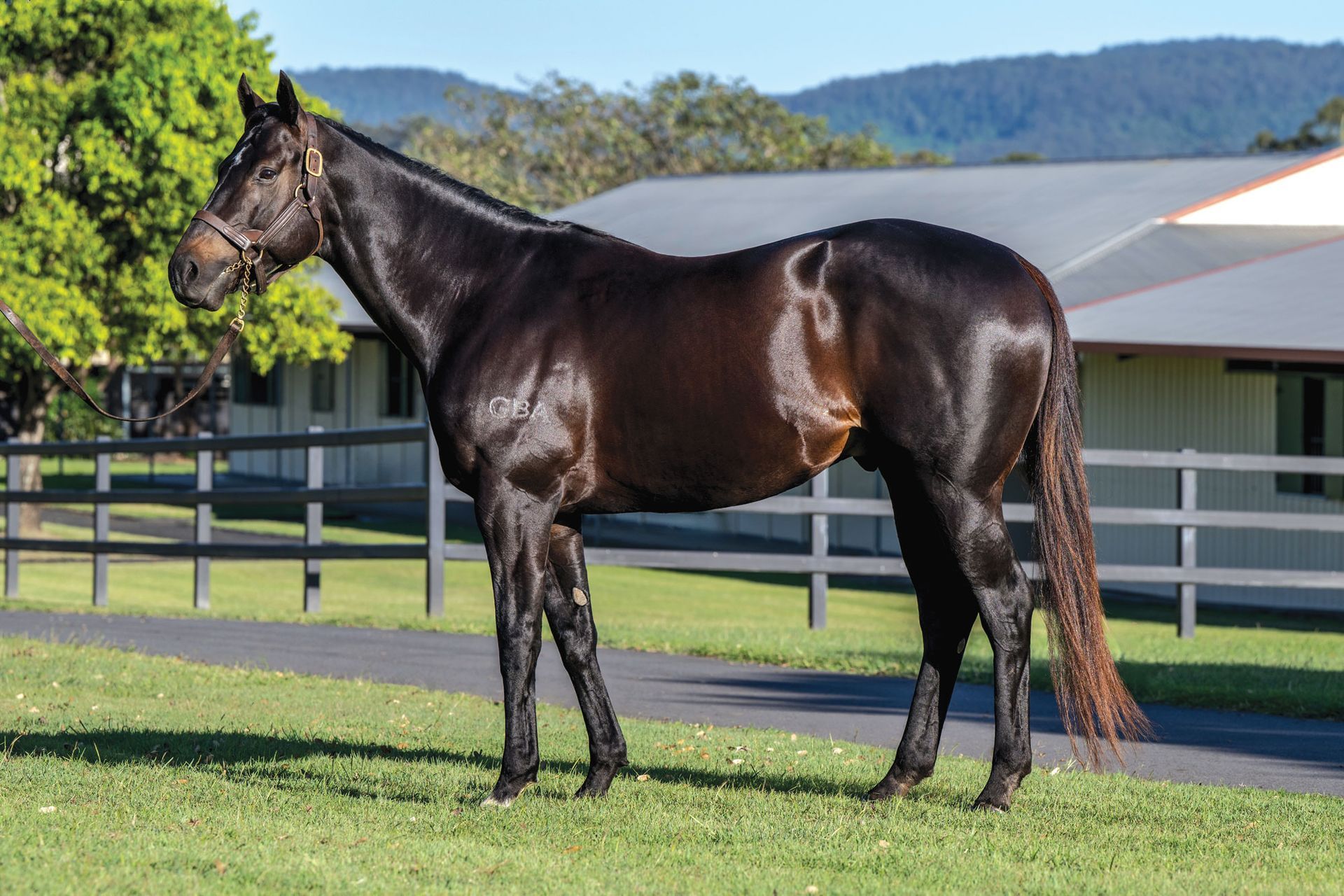 Telemon Thoroughbreds