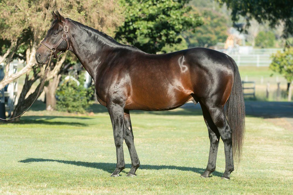 Telemon Thoroughbreds