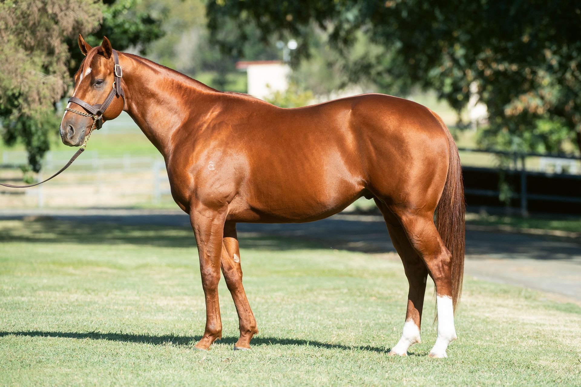 Telemon Thoroughbreds