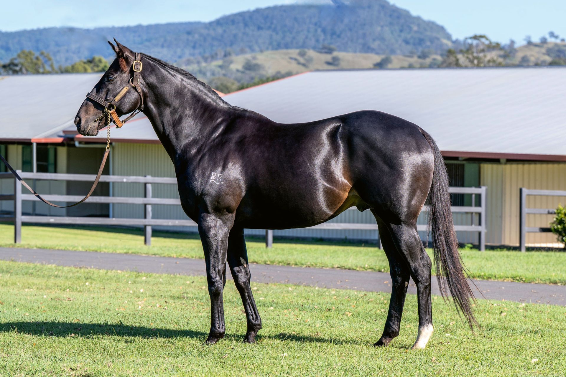 Telemon Thoroughbreds