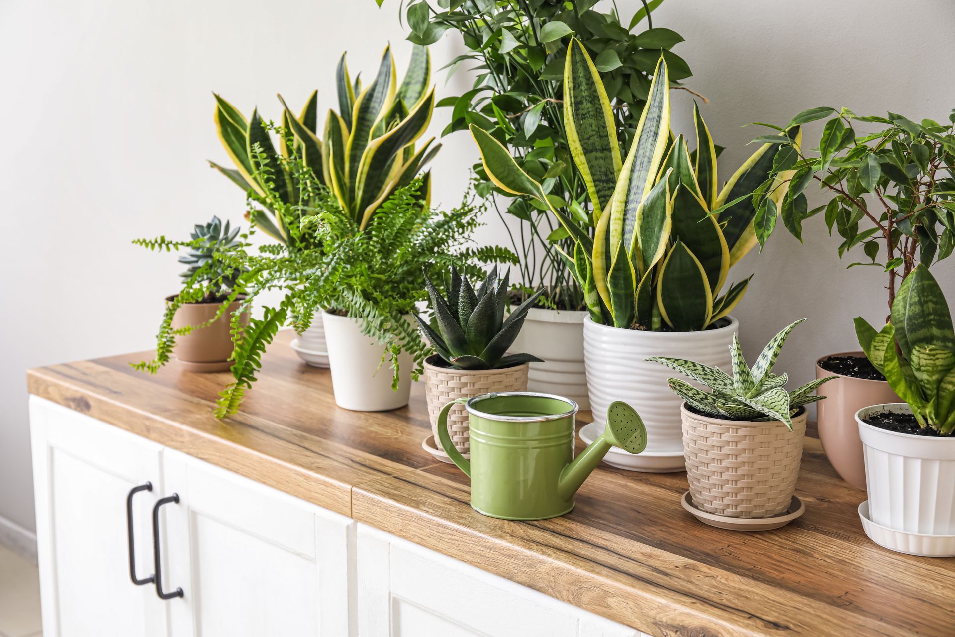A table topped with potted plants and a watering can.