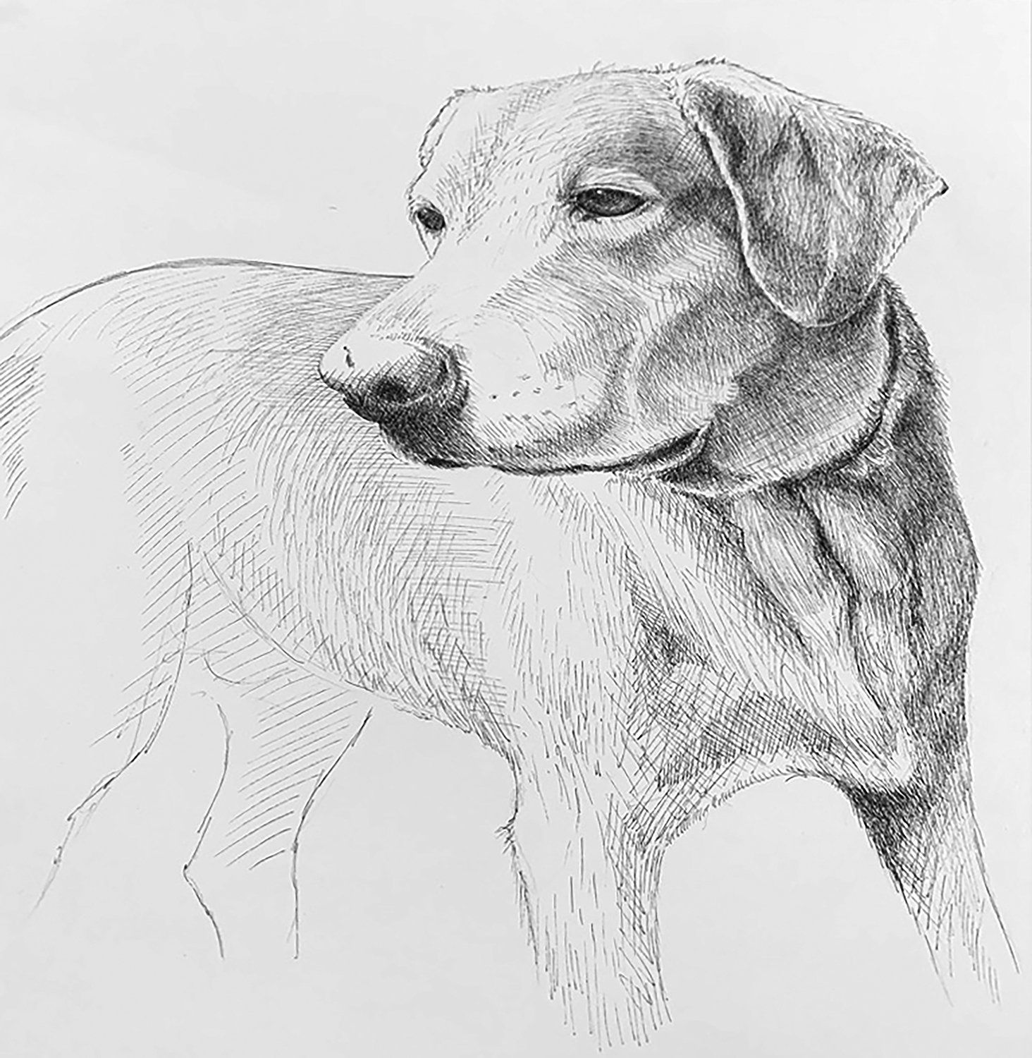 pencil drawing of pet