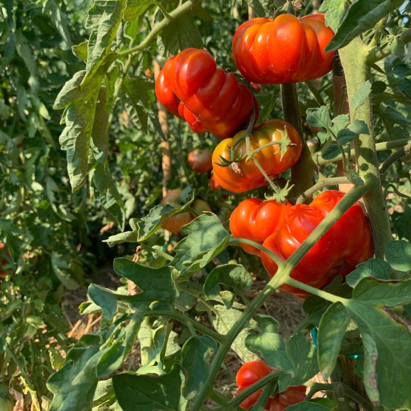 Pomodori rossi nell'orto