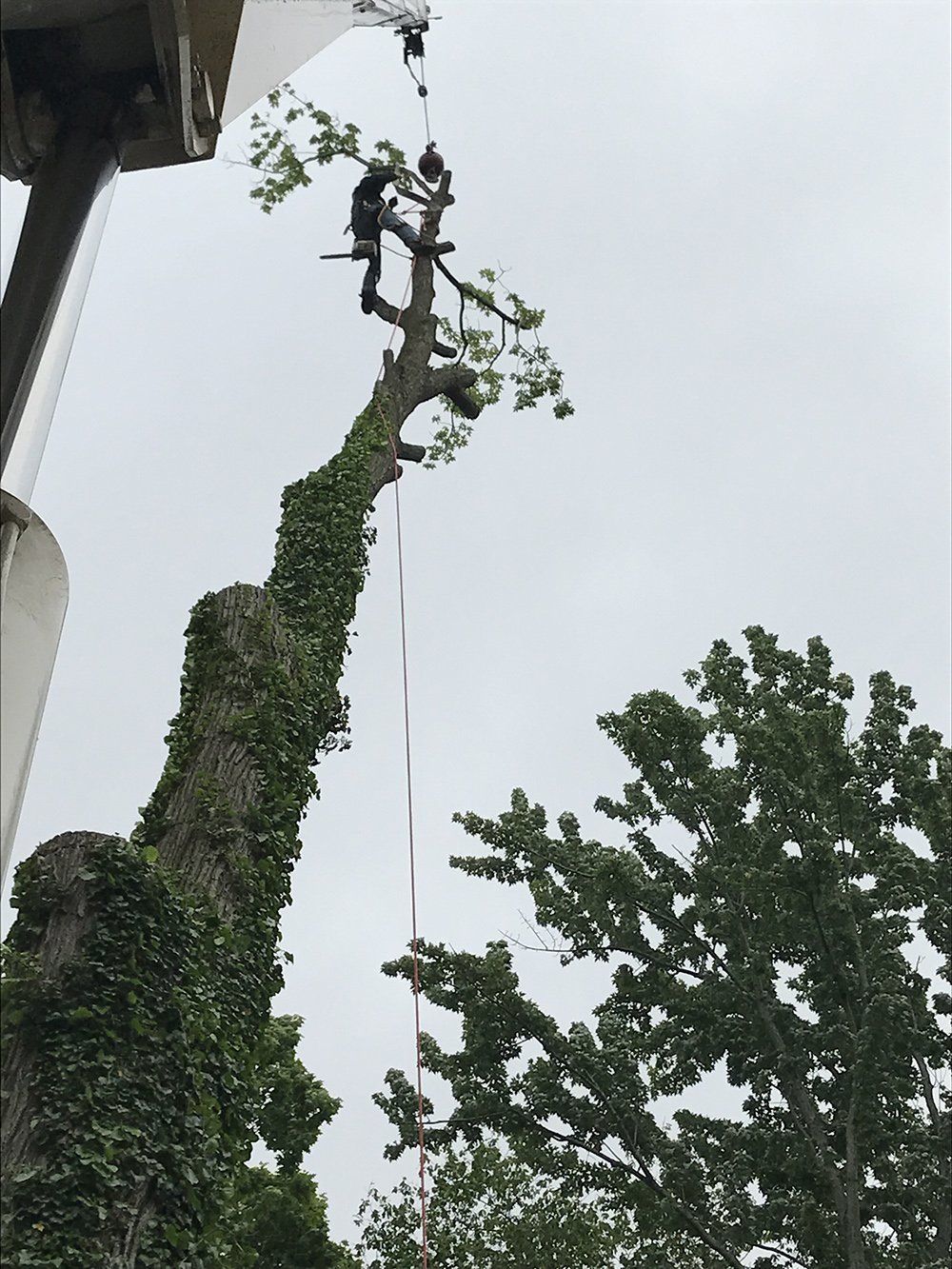A person on top of the tree — Dowagiac, MI — Williams A-1 Expert Tree Service