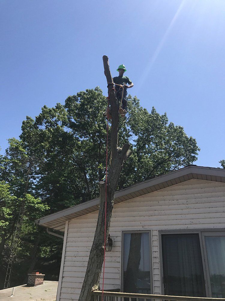 A tree with a house in the background — Dowagiac, MI — Williams A-1 Expert Tree Service