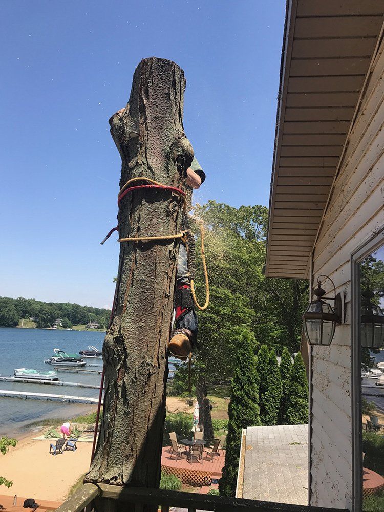 A tree with a person on it — Dowagiac, MI — Williams A-1 Expert Tree Service