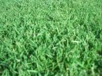 turf, wintergreen couch