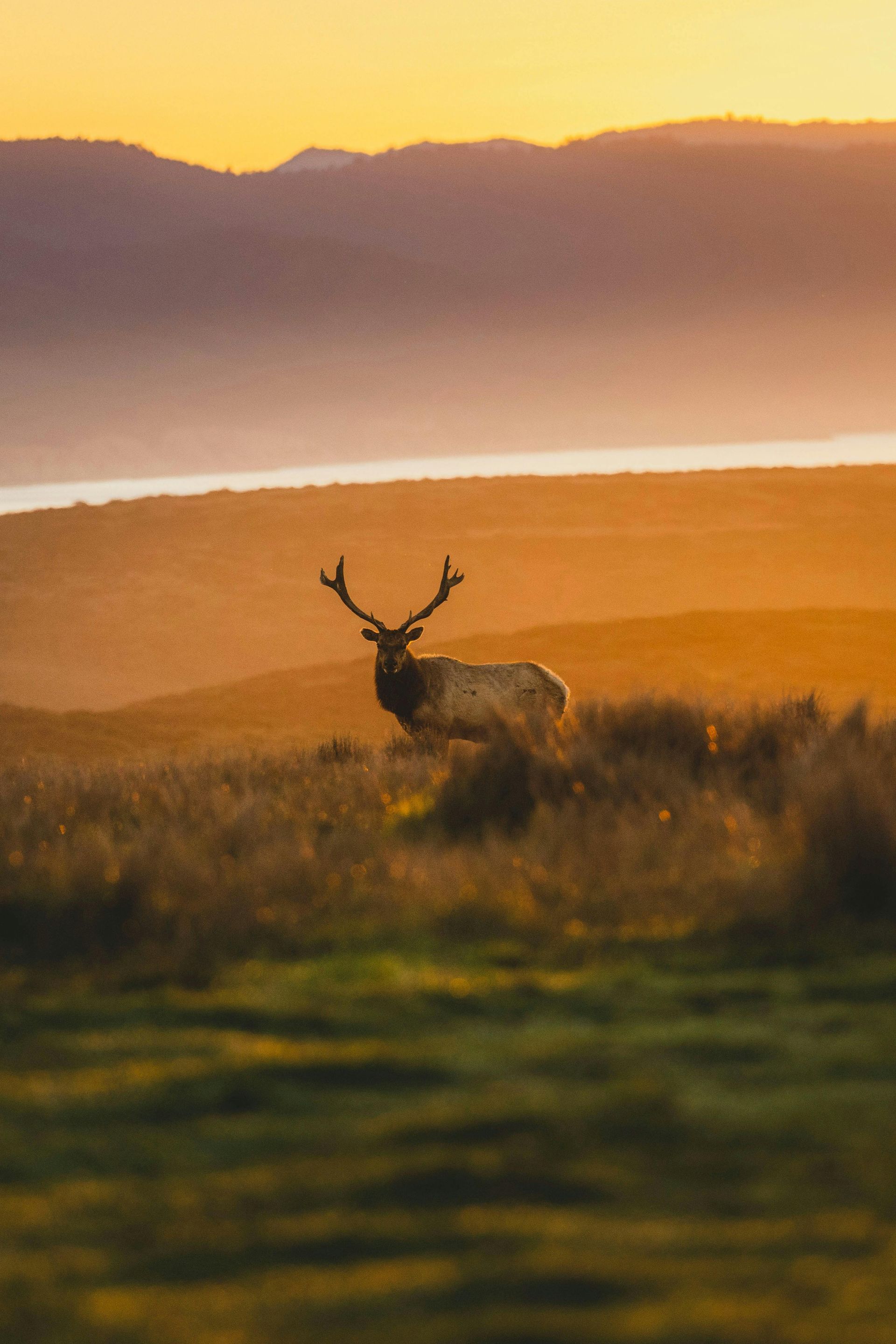 A deer is standing in a field with mountains in the background at sunset.
