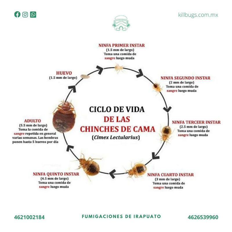 FUMIGACIONES DE IRAPUATO