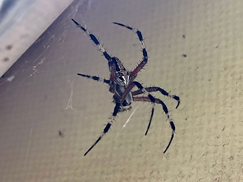 FUMIGACIONES DE IRAPUATO