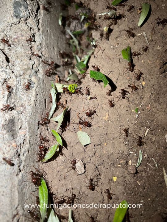 FUMIGACIONES DE IRAPUATO