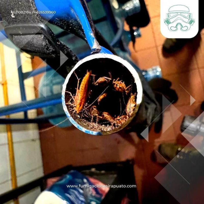 FUMIGACIONES DE IRAPUATO