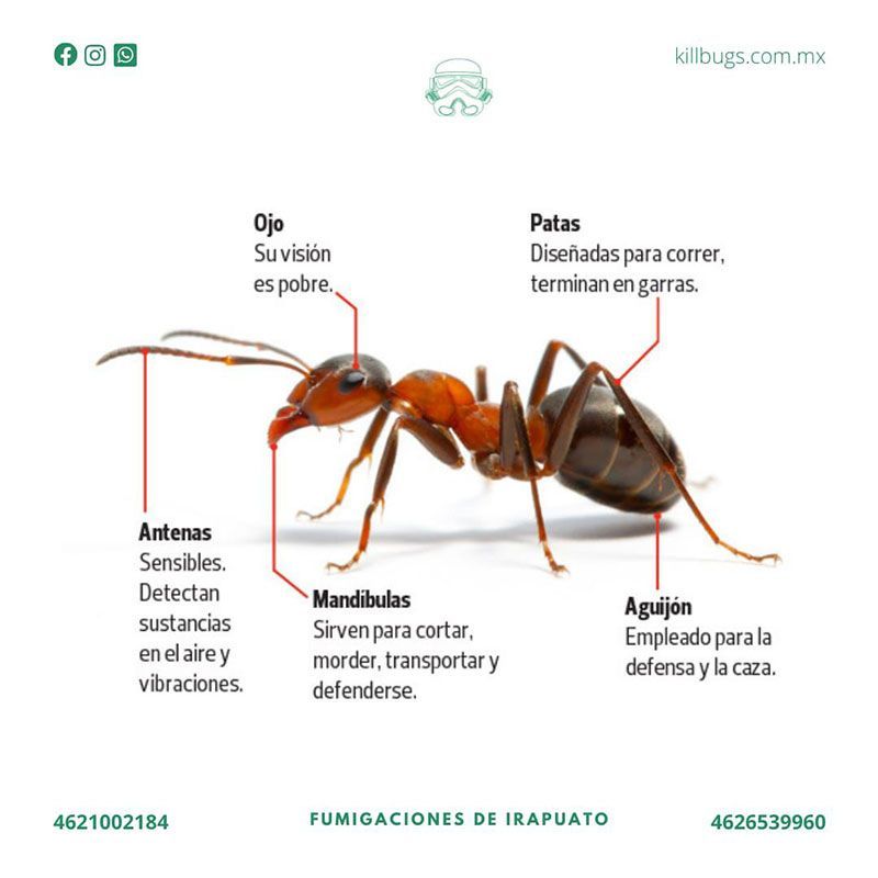 FUMIGACIONES DE IRAPUATO