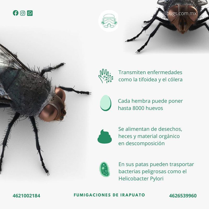 FUMIGACIONES DE IRAPUATO