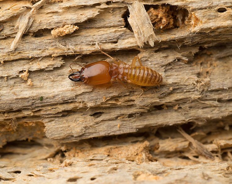 FUMIGACIONES DE IRAPUATO