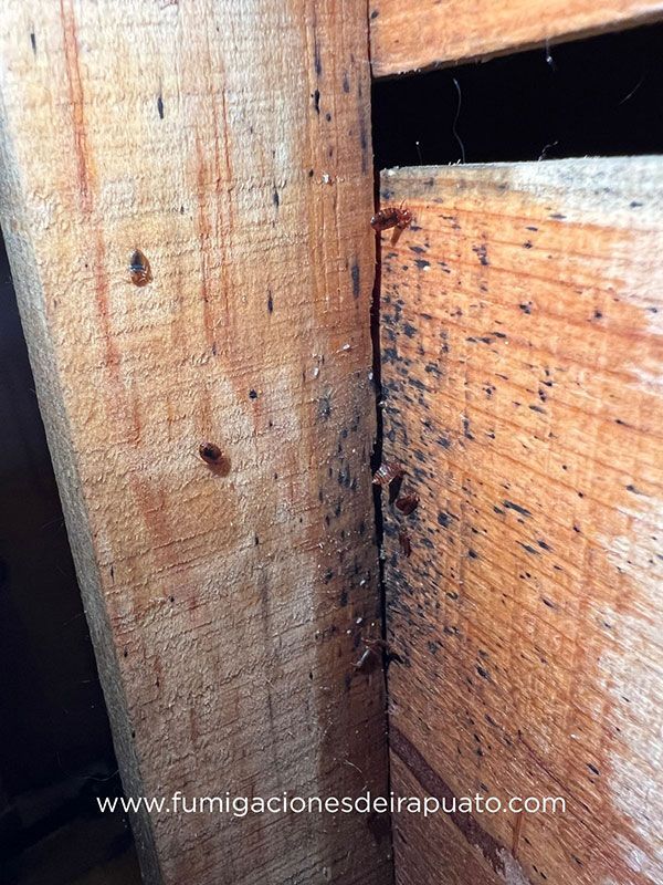 FUMIGACIONES DE IRAPUATO