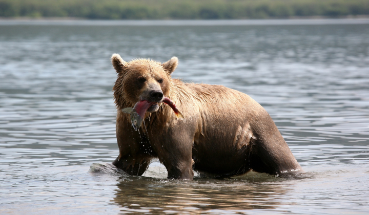 a bear with a salmon in its mouth