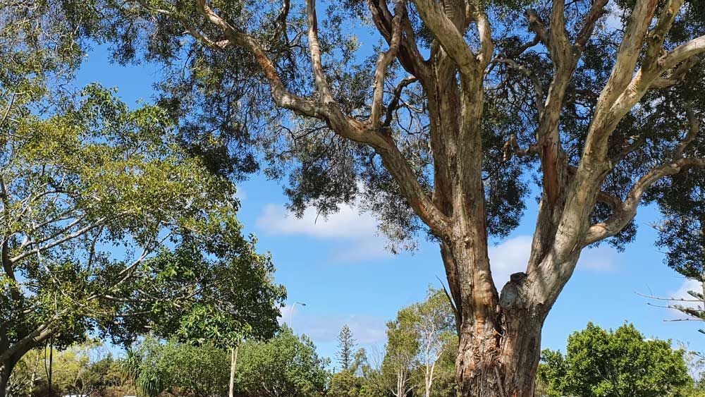 Tree with lots of branches and leaves against a blue sky — Locksmith in Southport, QLD