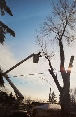 Tree Trimming — Tree Removal in Fridley, MN