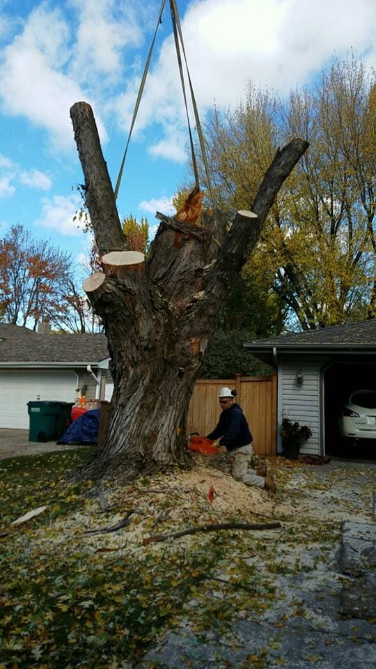 Chainsaw & Wood — Tree Removal in Fridley, MN